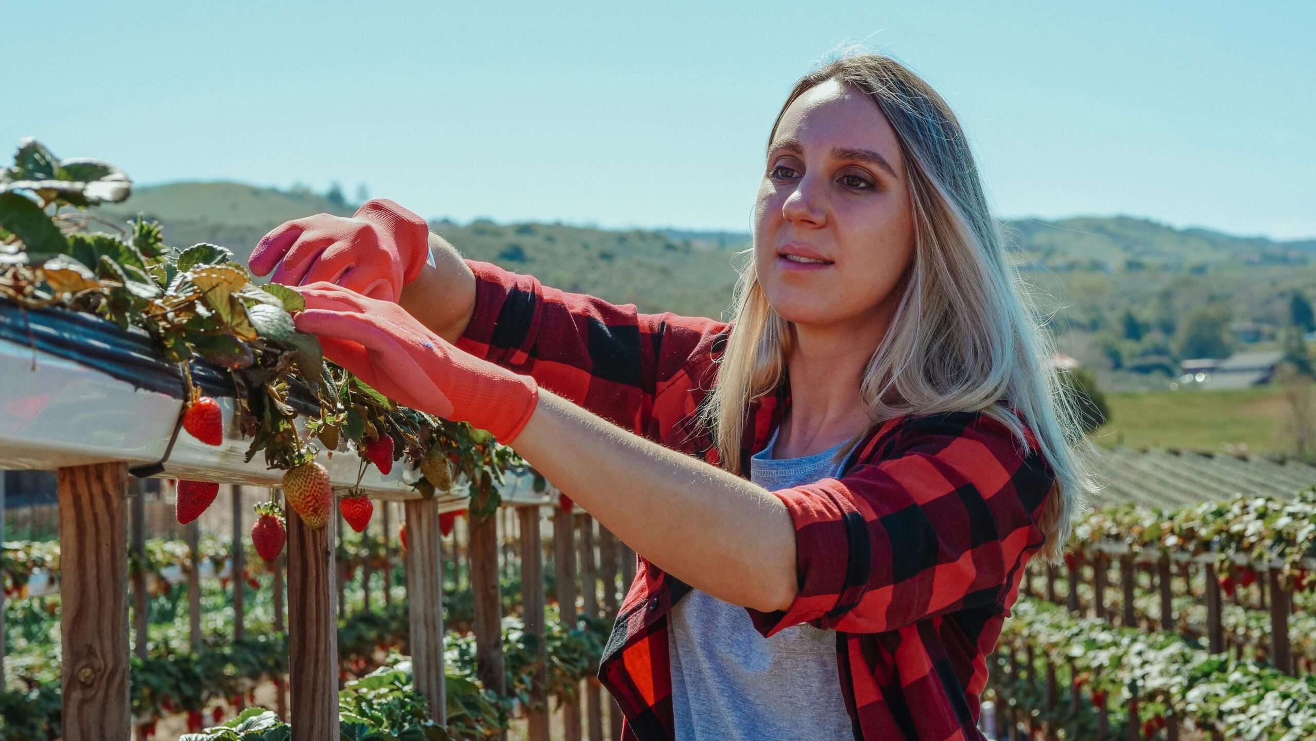 Fruit picking