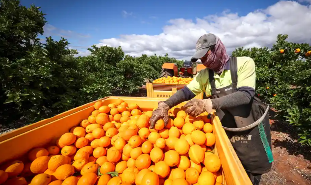 Adelaide Lemon Picking Jobs