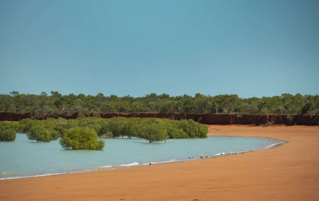 roebuck bay mangroves