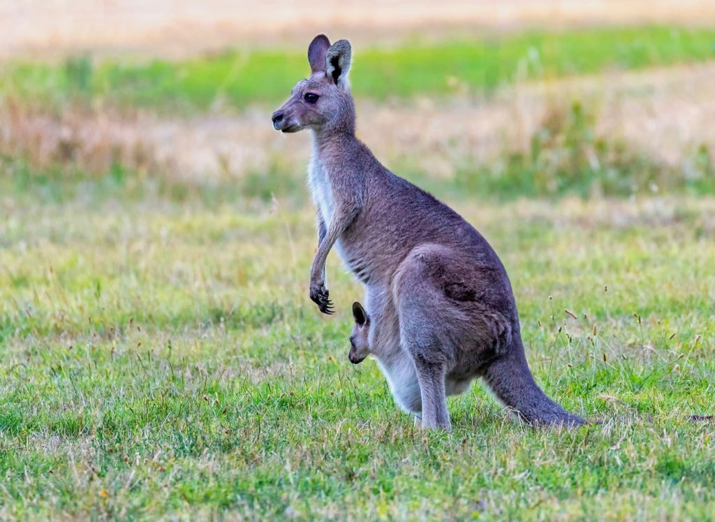 Thnigs to see in Margaret River 