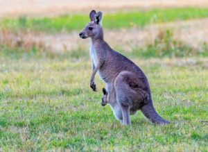 day trips from Perth See Kangaroos
