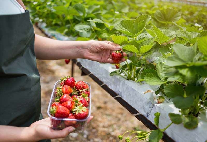 Farm Jobs in Western Australia