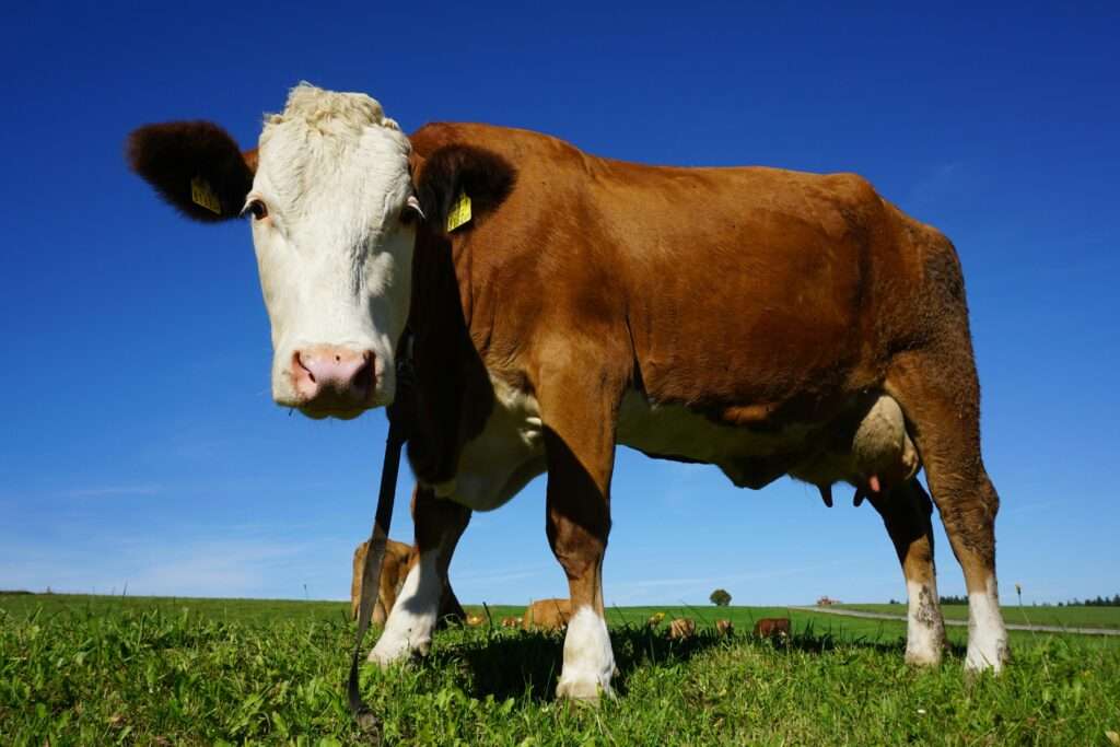 Dairy Farm