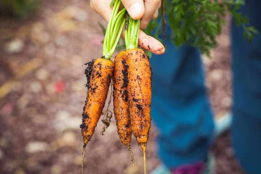 Carrot farm in Victoria