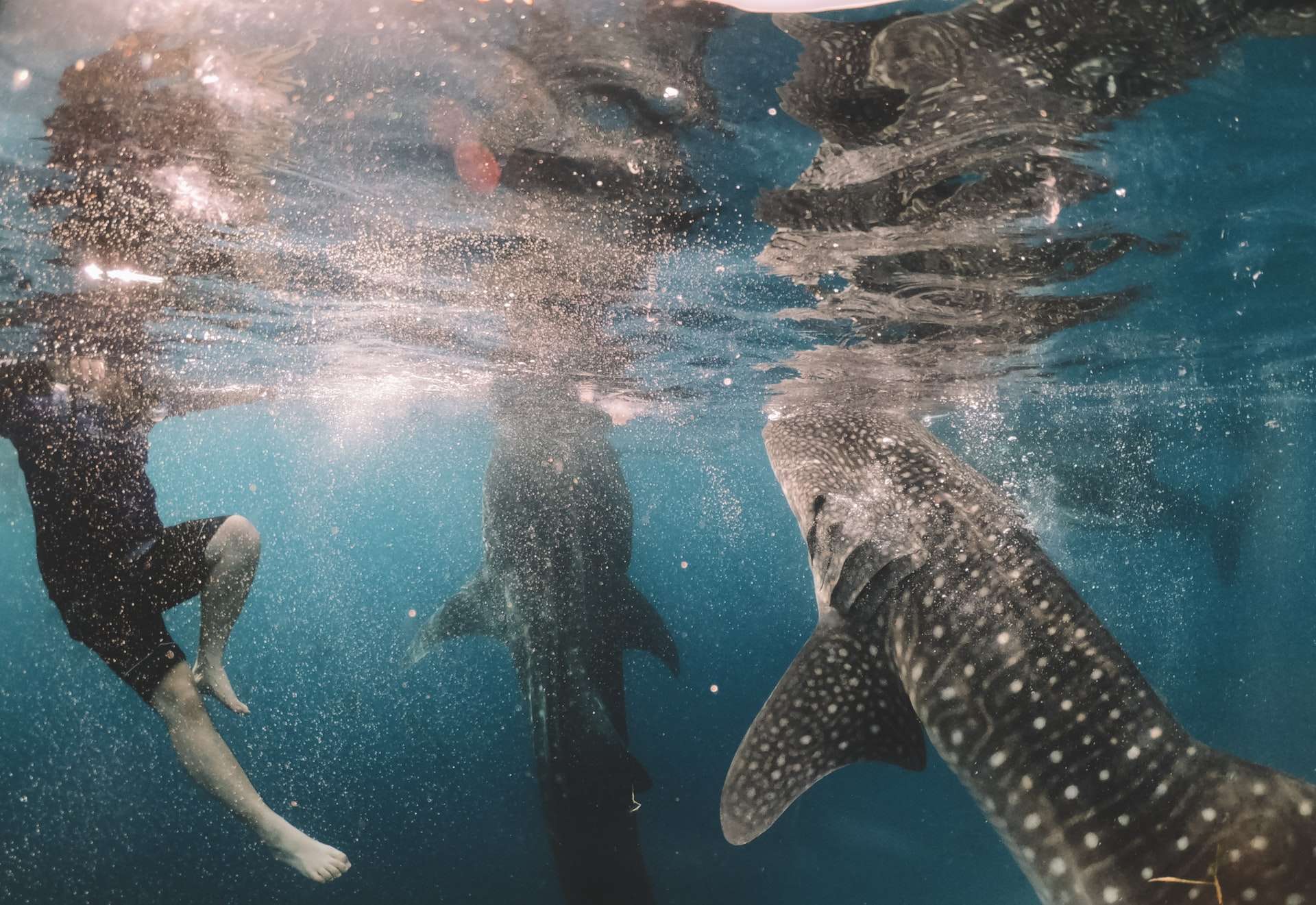 Whale shark tours Exmouth Whale shark tours Exmouth
