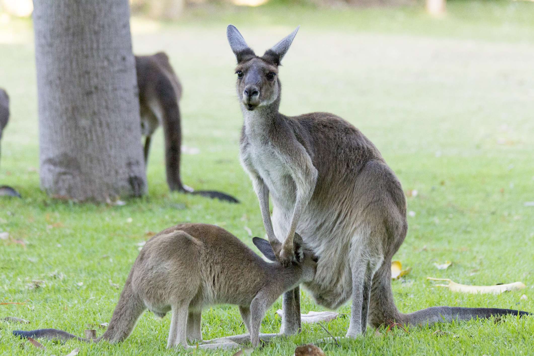 Things to do today in Perth Things to do today in Perth