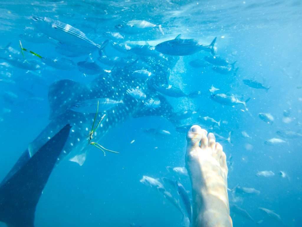 Perth to Exmouth whale shark tour