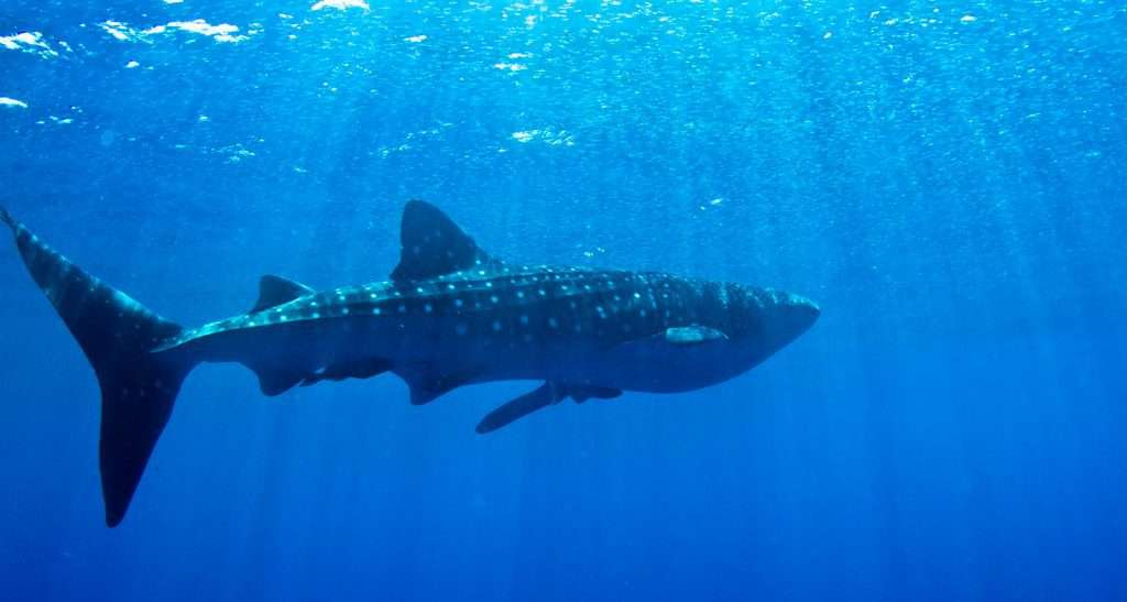 Perth to Exmouth whale shark tour