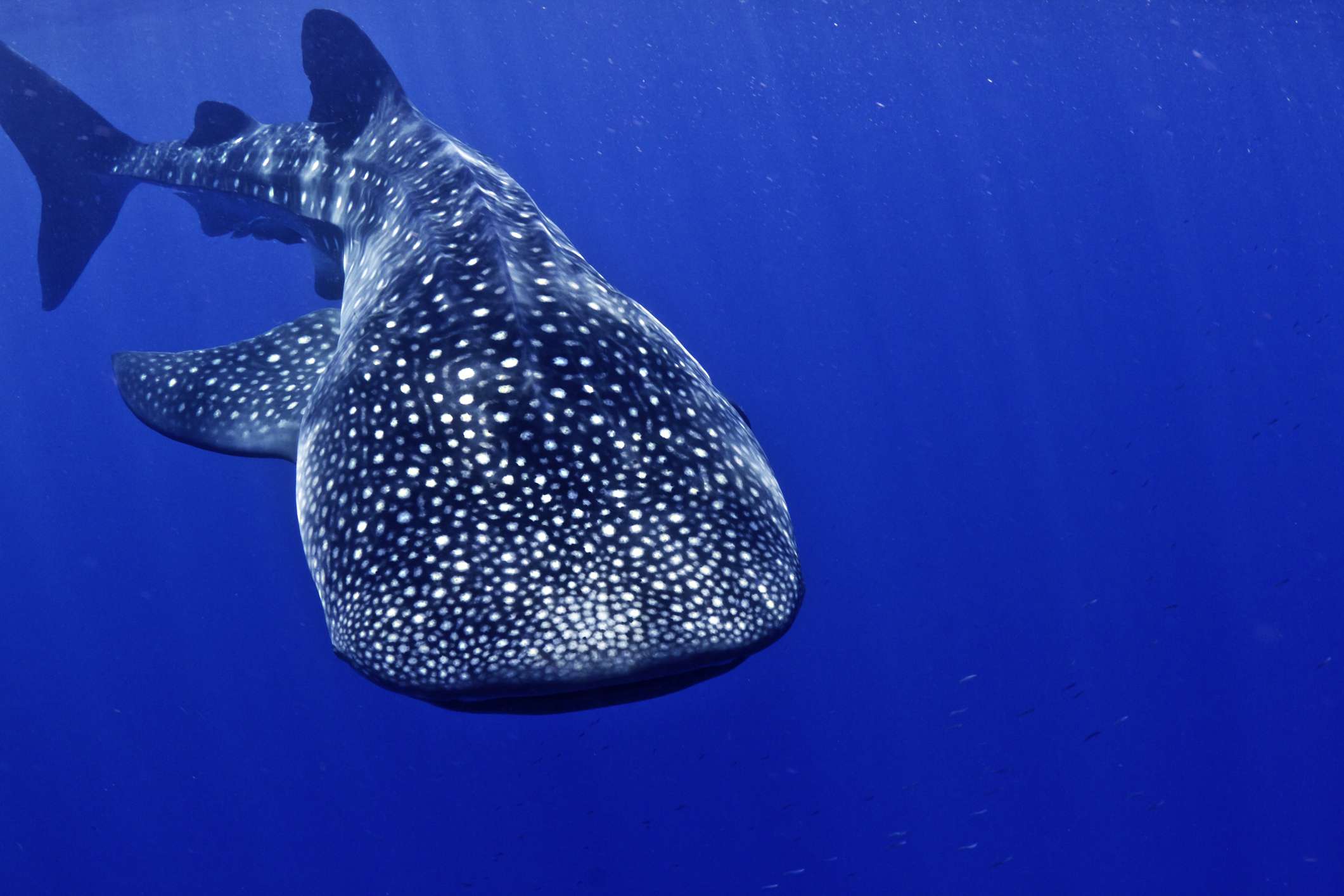 Perth to Exmouth whale shark tour