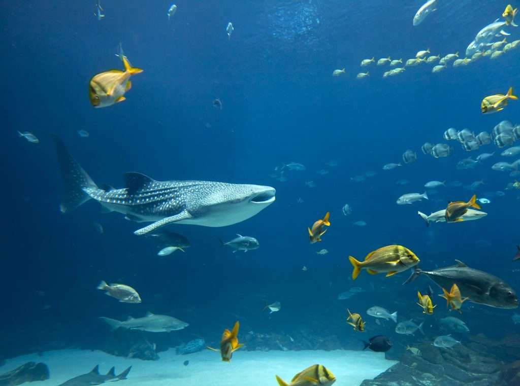 Perth to Exmouth whale shark tour