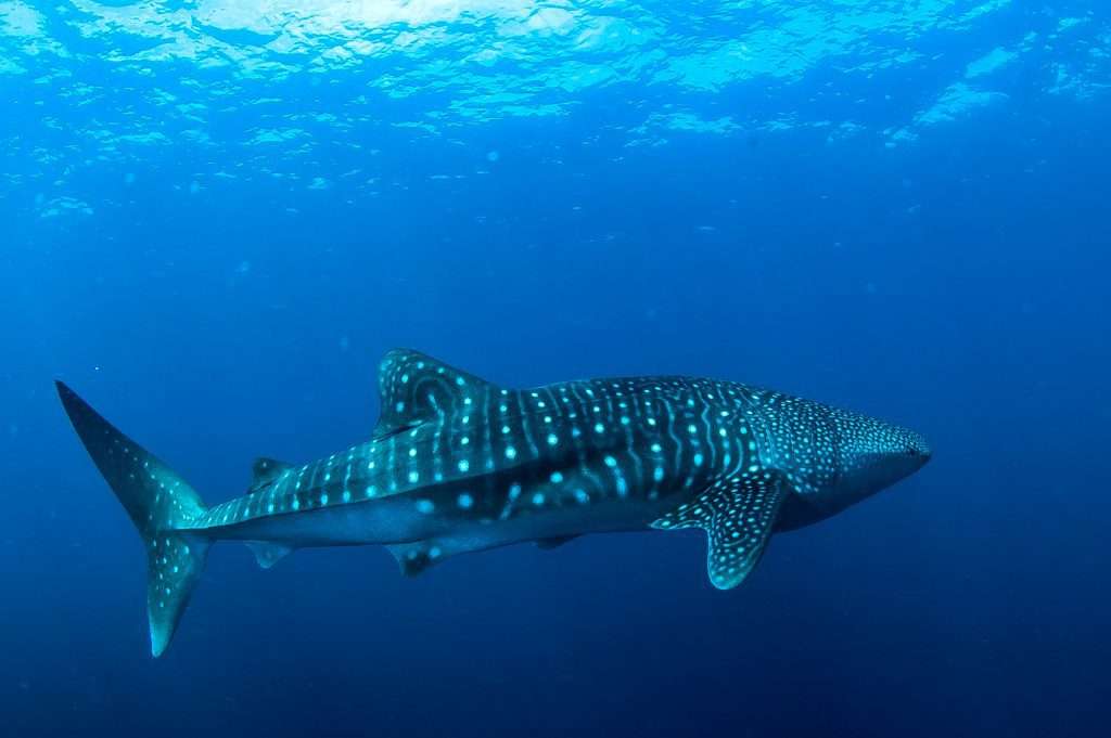 Whale Shark tours from Exmouth