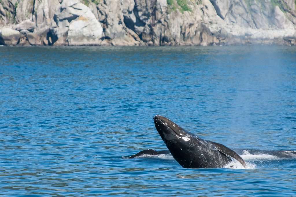 blue whale