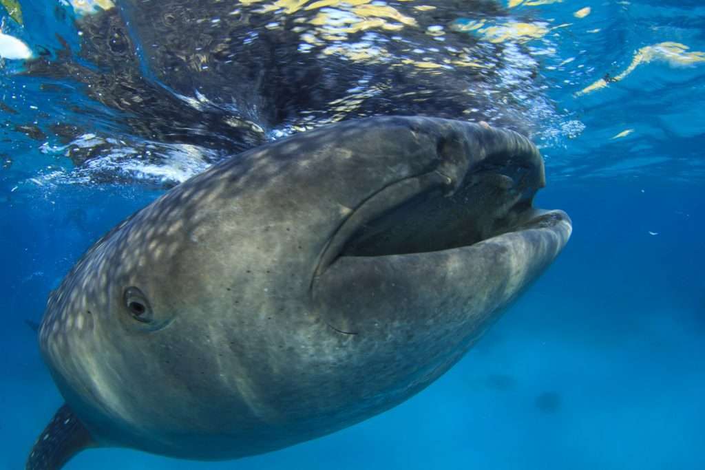 Whale Shark Tours in Western Australia