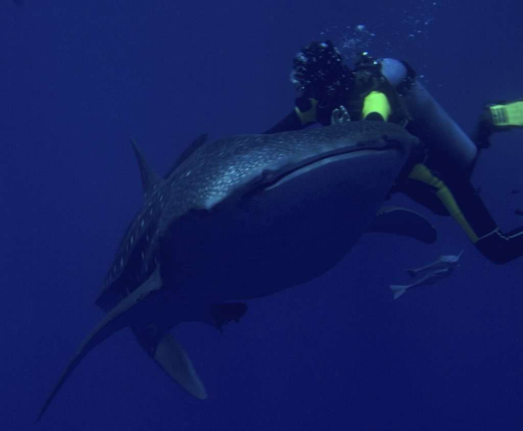 Perth to Exmouth whale shark tour