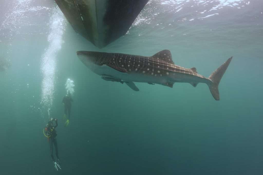 Perth to Exmouth whale shark tour