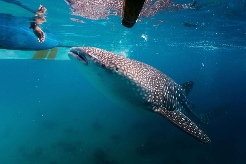 Perth to Exmouth whale shark tour