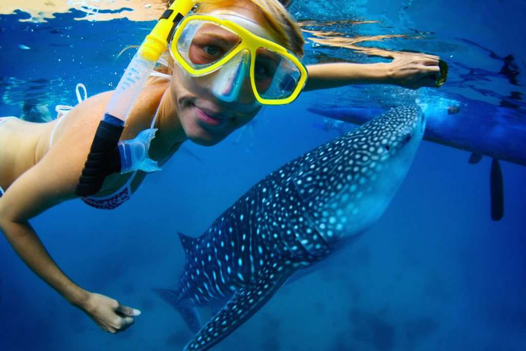 Whale Shark tours from Exmouth