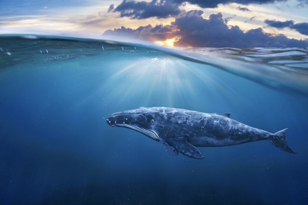 Humpback whales exmouth western australia