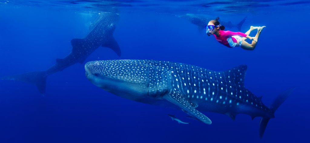 Whale Shark tours from Exmouth