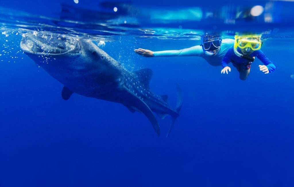 swim dive with whale sharks