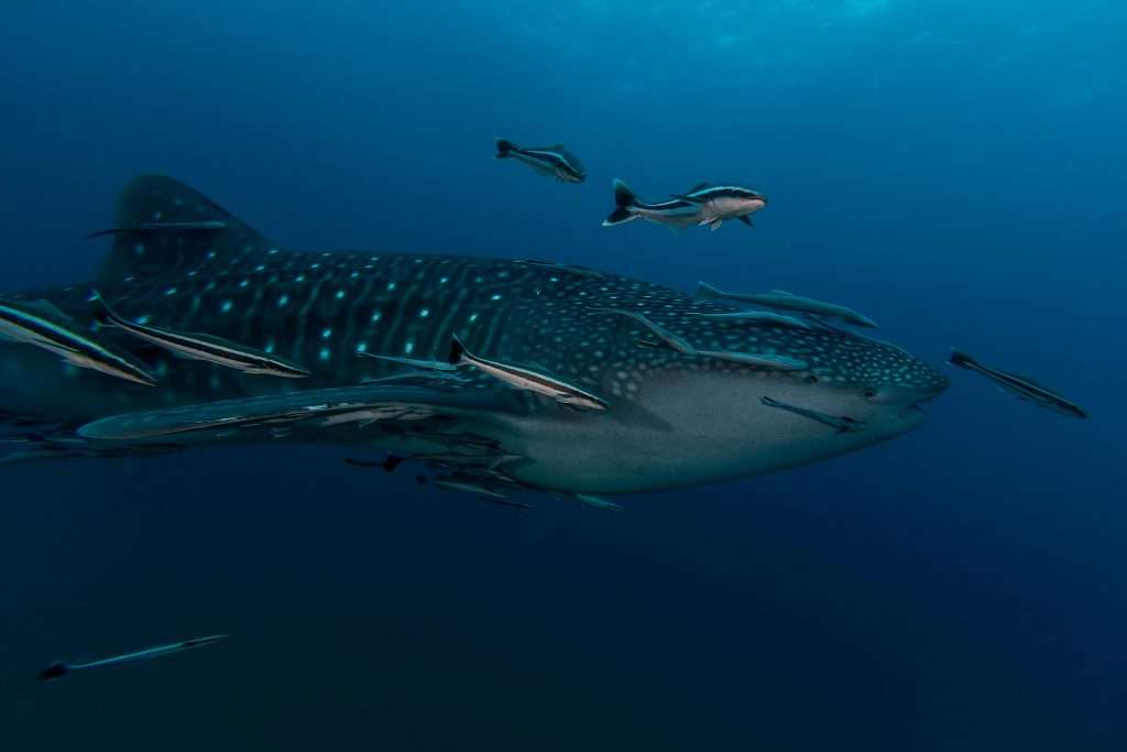 Exmouth Whale Shark Tour