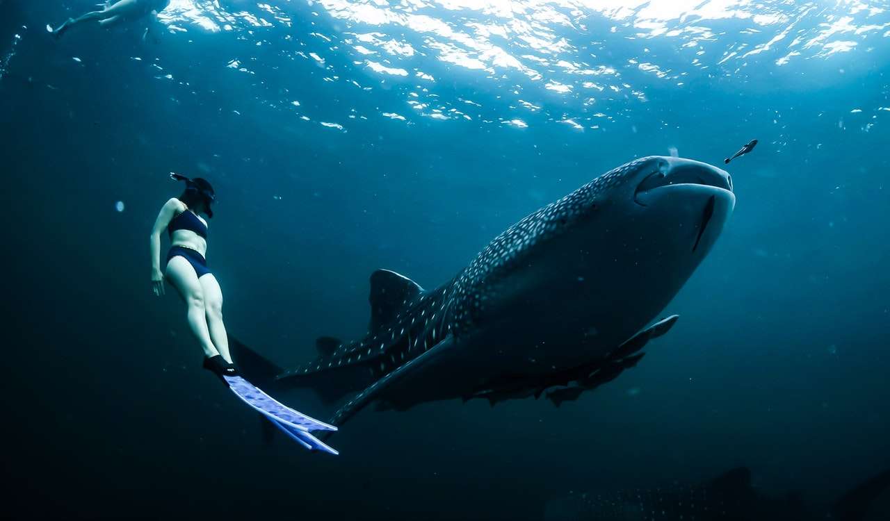 Perth to Exmouth whale shark tour Hop on, Hop off Exmouth – Bus Charters to Exmouth
