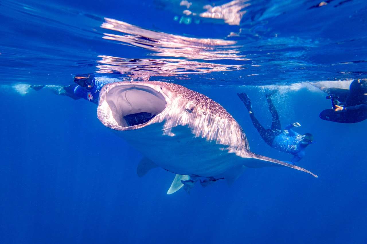 Whale Shark Tours in Western Australia