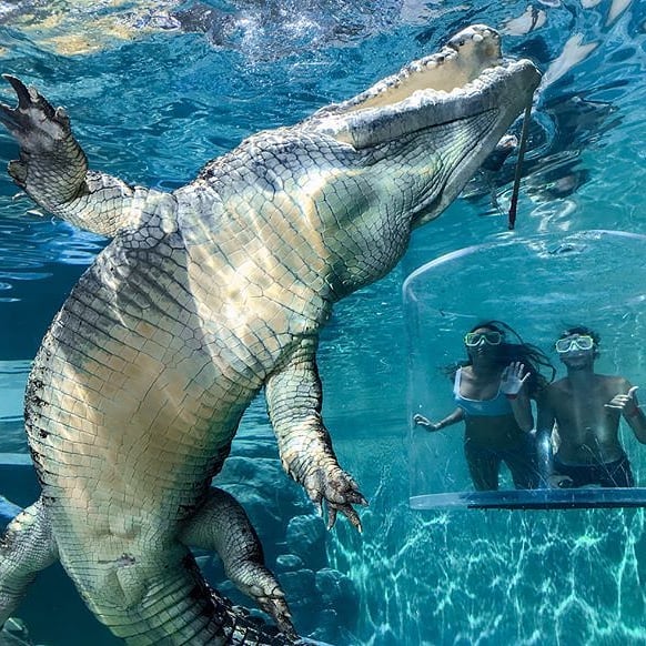 Crocosaurus Cove meet a salt water giant