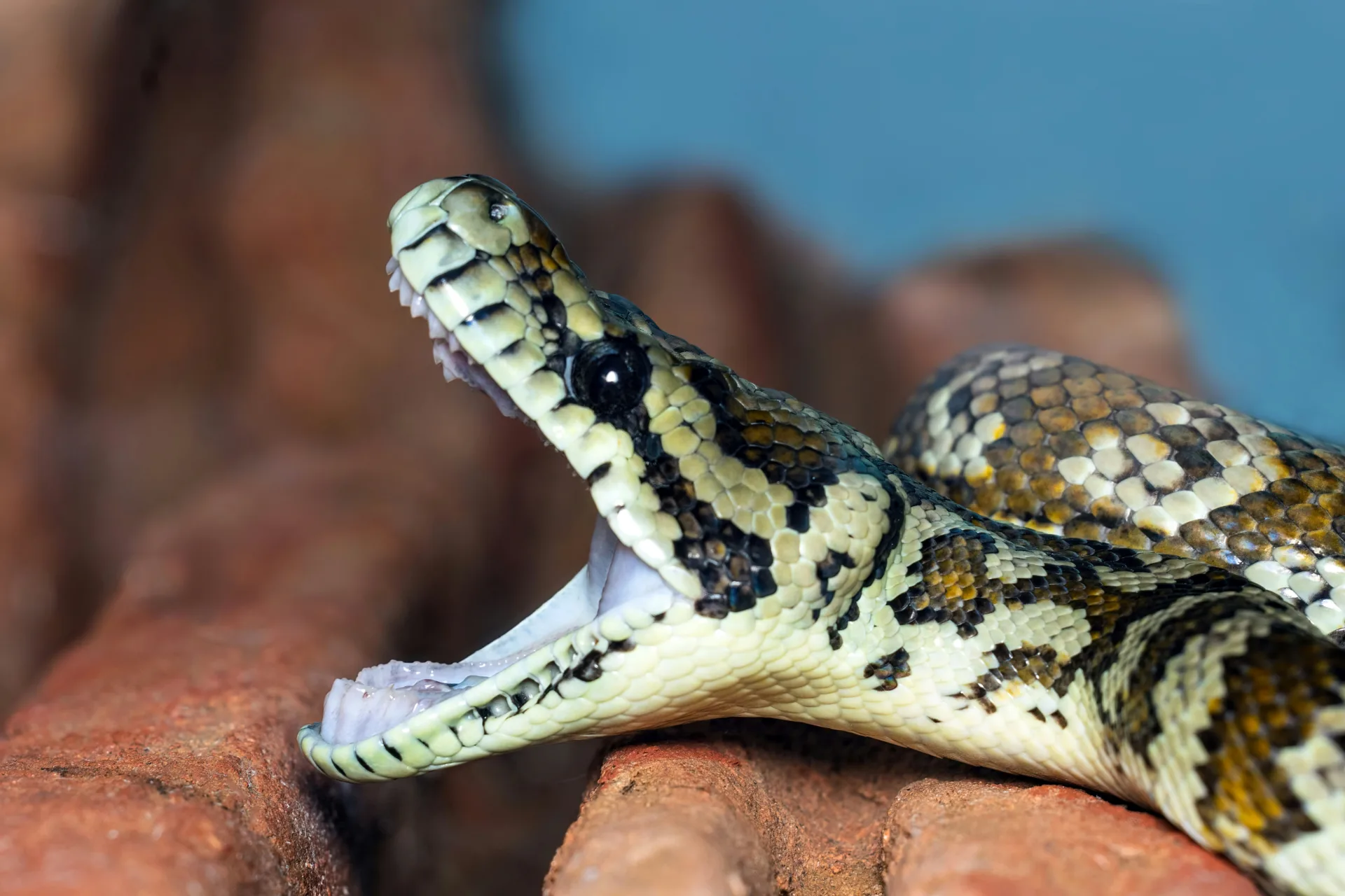 Python reptiles in north western australia