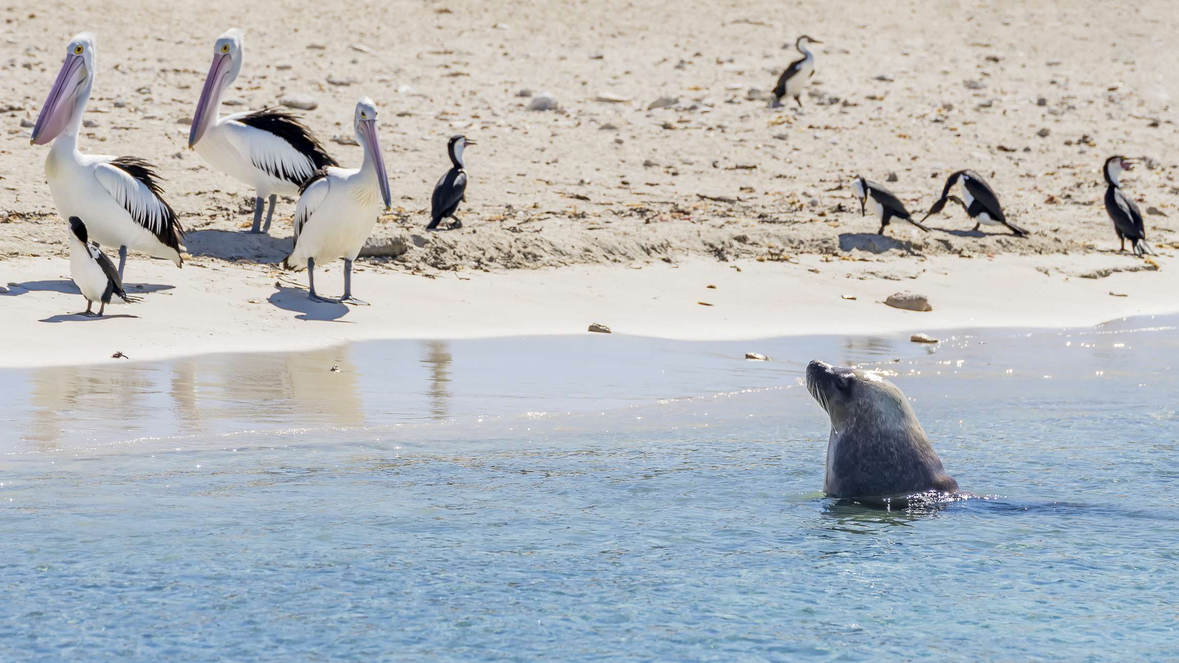 Day Trips from Perth by Train Rockingham Guildford Swan Valley Fremantle