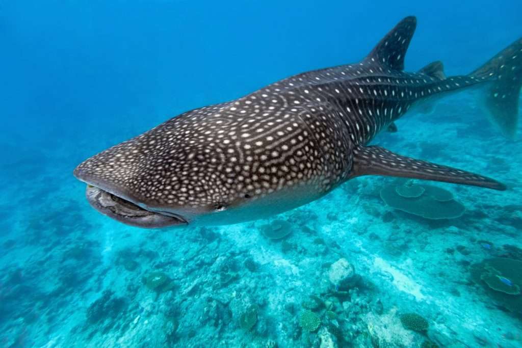 Whale Shark Tour Exmouth? Ningaloo’s Whale Sharks 2022