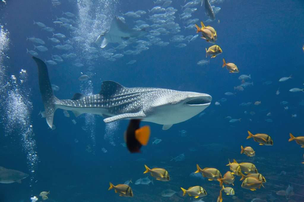 Whale Shark Tour Exmouth? Ningaloo’s Whale Sharks 2022
