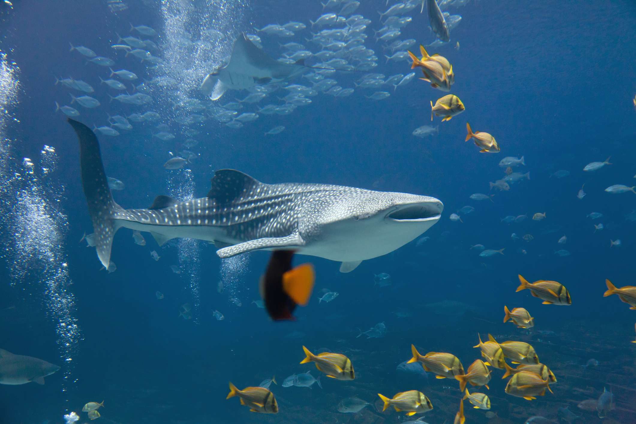 Whale Shark Tour Exmouth? Ningaloo’s Whale Sharks 2022