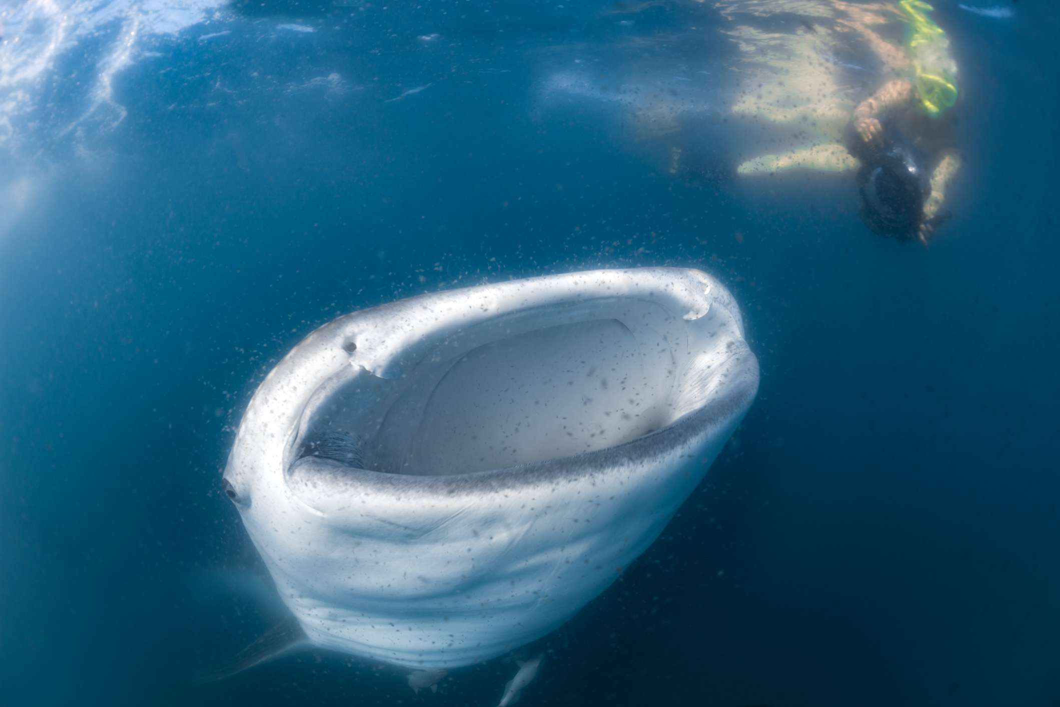 Whale Shark Tour Exmouth? Ningaloo’s Whale Sharks 2022