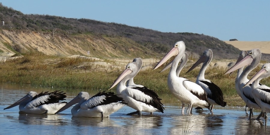 Fraser Island Wildlife tours