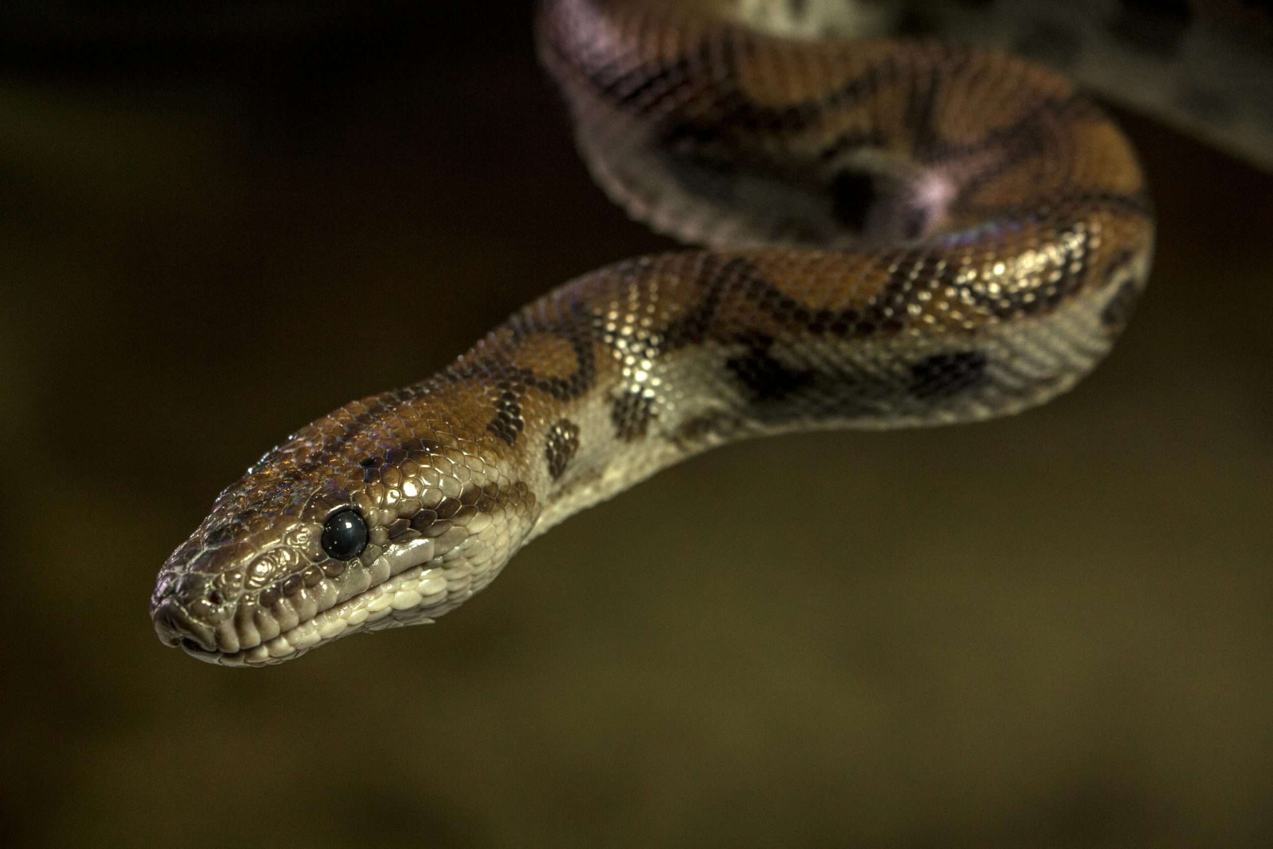 Python Python