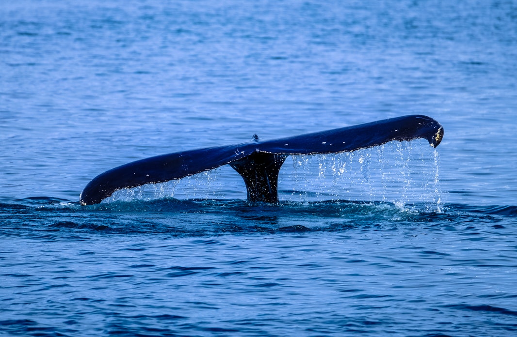 Whale Watching Ocean’s majesty - Whale watching Western Australia.