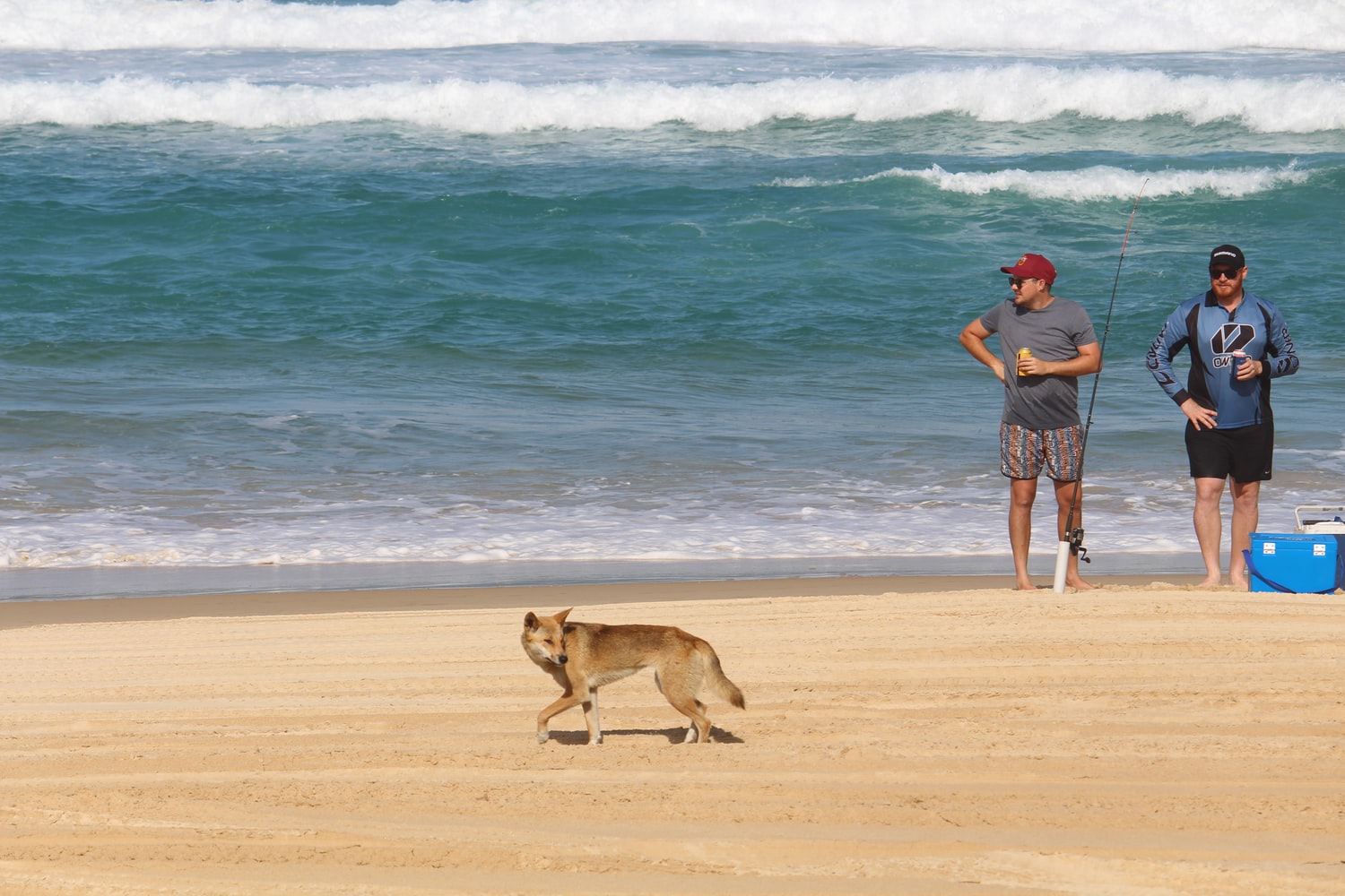 Backpacker and tourist warning Fraser Island attack