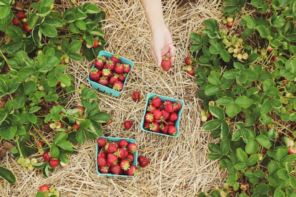 Farm Jobs in Western Australia