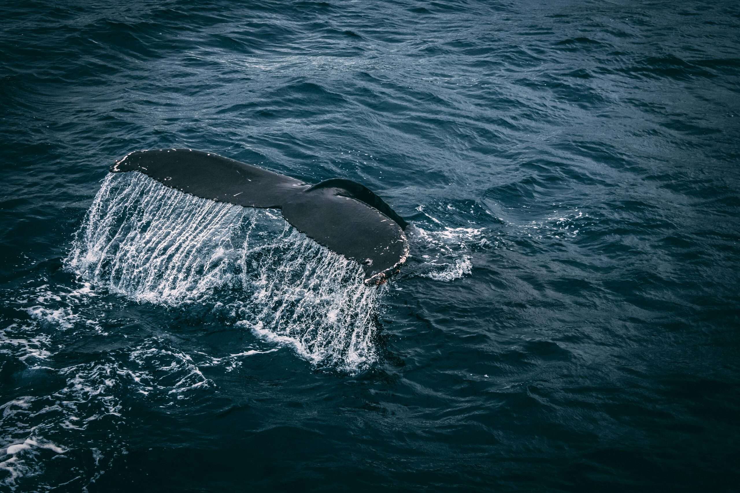Blue Whale