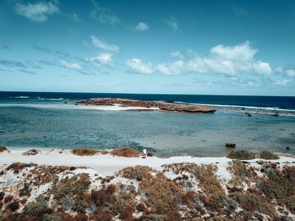 Whale Sharks Western Australia 