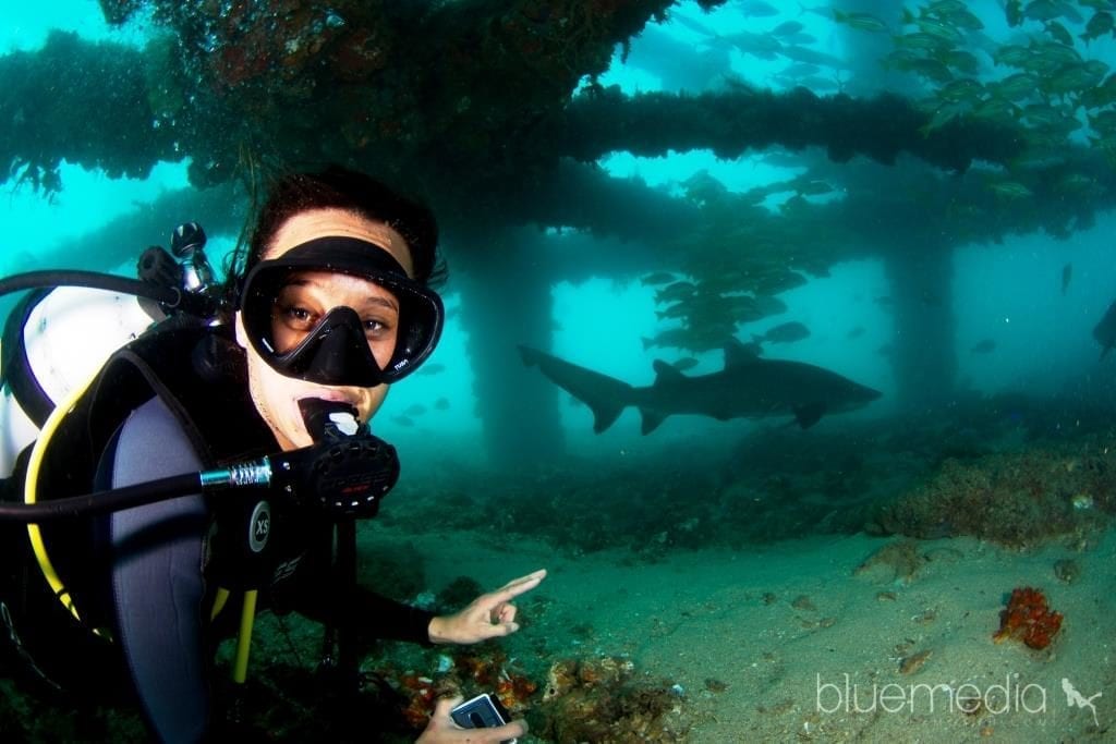 Best Places To Dive With The Whale Sharks