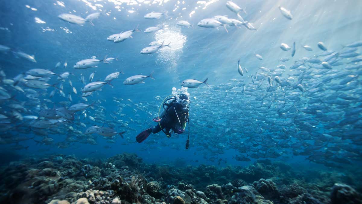 Best places to dive in Northern Western Australia