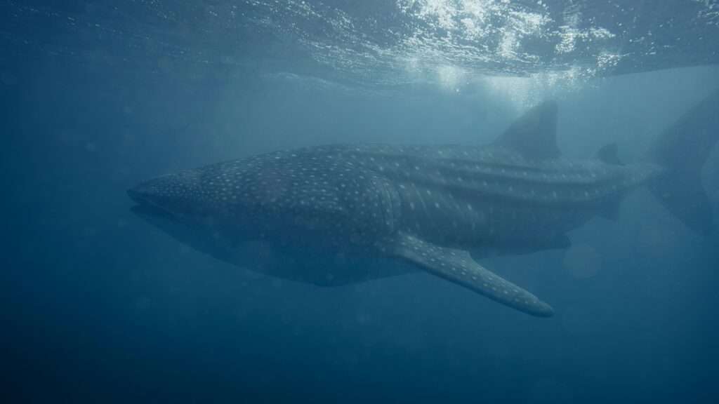 Whale Sharks Western Australia 