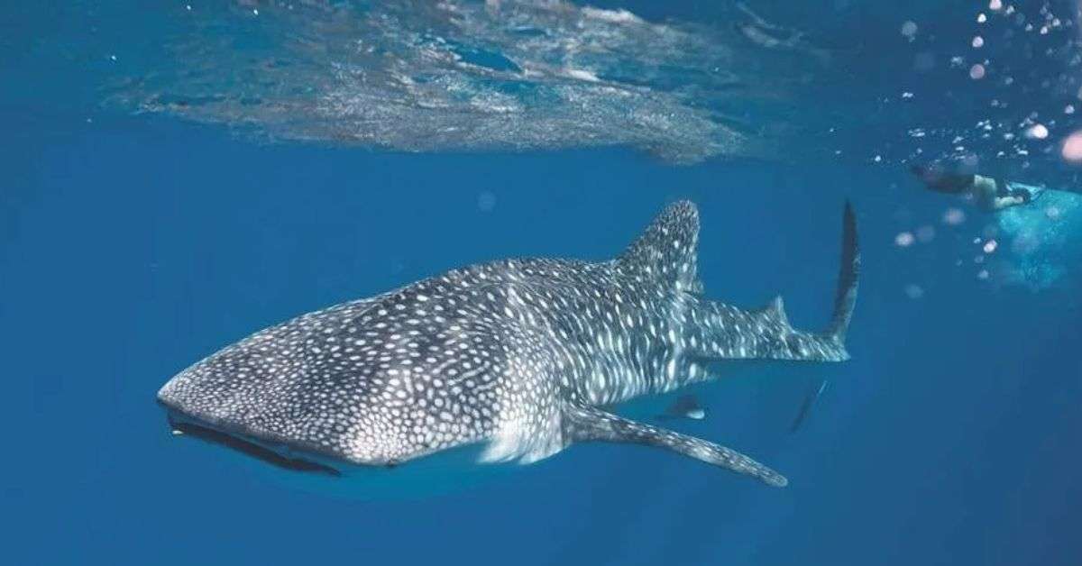 ningaloo discovery whale shark tours exmouth​
