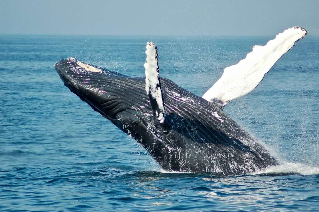 Whale Watching tours
