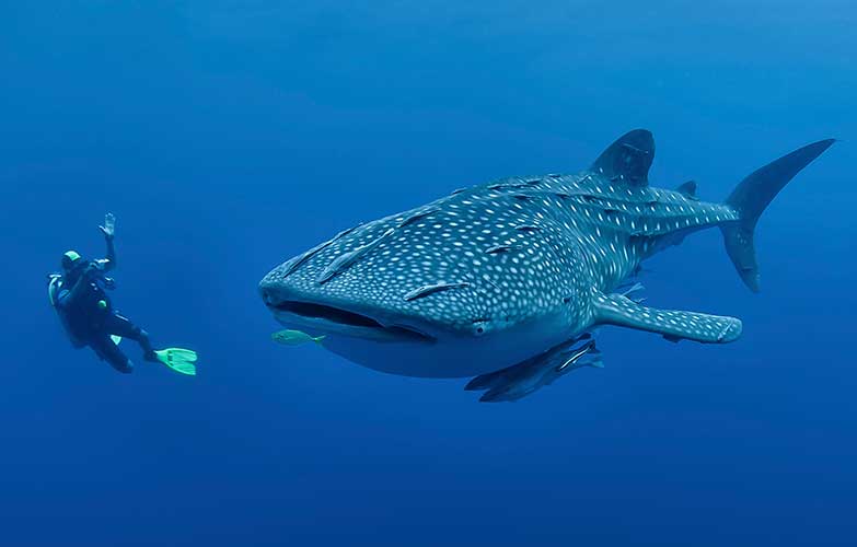 Ningaloo Reef Whale Shark Tours