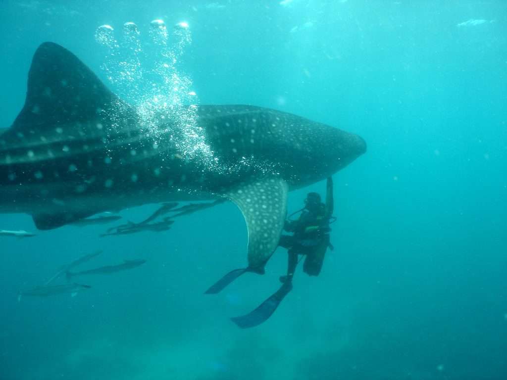 Whale Shark Season in Exmouth