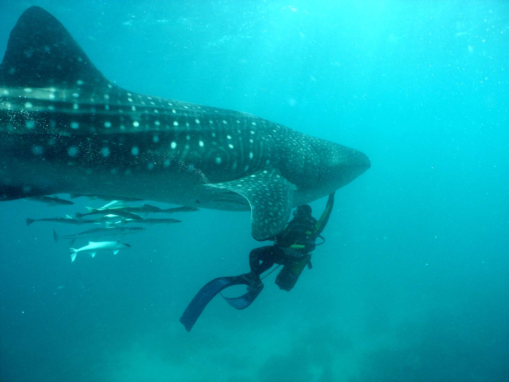 Best Places To Dive With The Whale Sharks (Exmouth & Coral Coast)