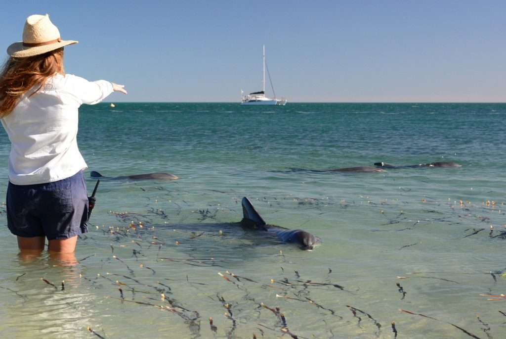 Perth to Monkey Mia bus tours